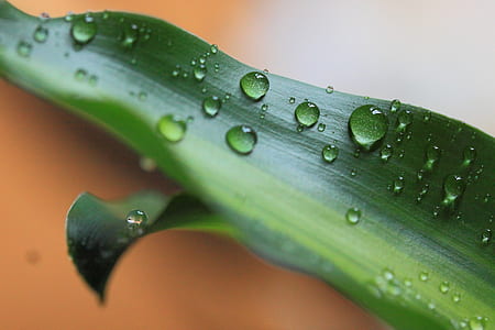 water, plant, dew, drop of water thumbnail