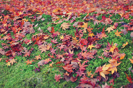 brown Maple Leaf on green grass field during daytime thumbnail