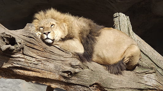 male lion resting on driftwood at daytime thumbnail