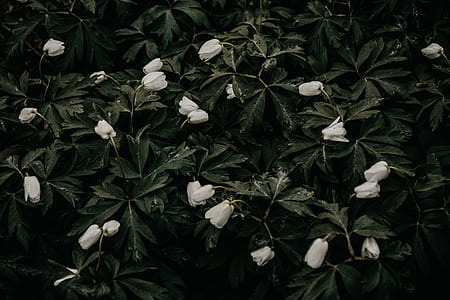 selective color photography of white flowers thumbnail