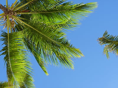 coconut tree thumbnail