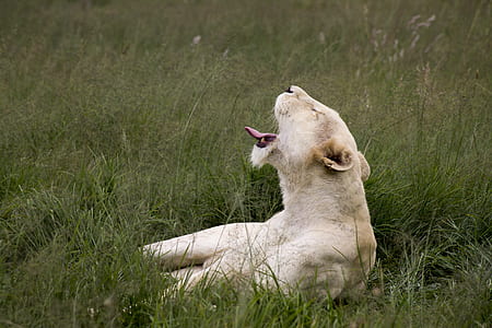 lion cub laying on green grass thumbnail
