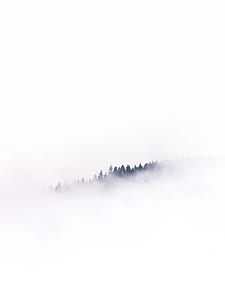 aerial photography of trees covered with clouds thumbnail