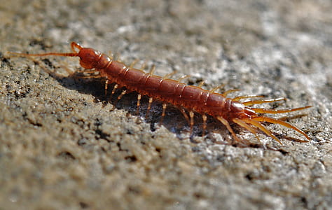 closeup photo of brown centipede on brown soil thumbnail