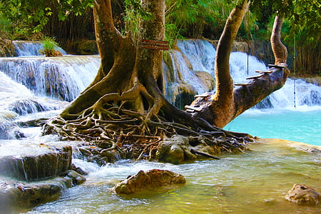 tree in river under sunset thumbnail