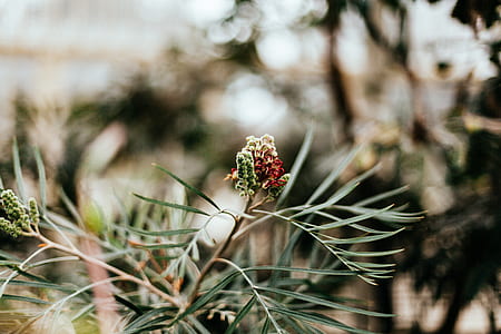 selective focus photography of red pinecone thumbnail