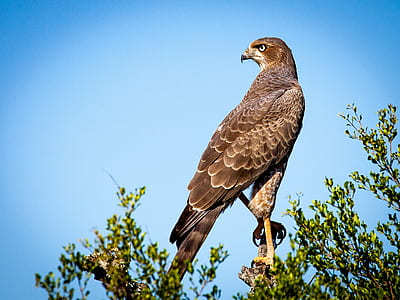 falcon in brown tree truck thumbnail