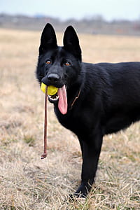 adult black German shepherd biting brown leash standing on grass field at daytime thumbnail