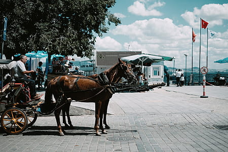 man sitting on brown horse with carriage at daytime thumbnail