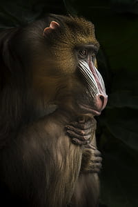 Baboon close-up photo thumbnail