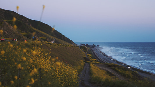 yellow petaled flowers near body of water during daytime thumbnail