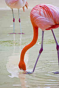 flamingo drinking drinking water during daytime thumbnail