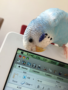 blue parrot on top of MacBook thumbnail
