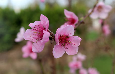 pink cherry blossom blooming at daytime thumbnail