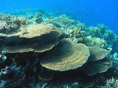 selective focus photography of corals thumbnail