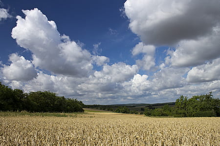 wheat field surrounded with trees thumbnail