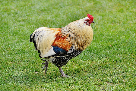 brown and black chicken on grass field during daytime thumbnail