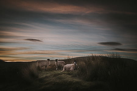 three white animals on grass thumbnail