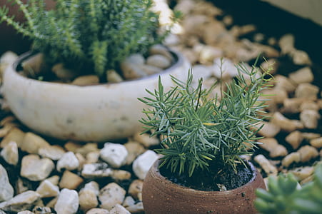 nature, garden, plant, pot thumbnail
