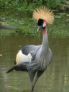 Grey Crowned Crane, Crane thumbnail