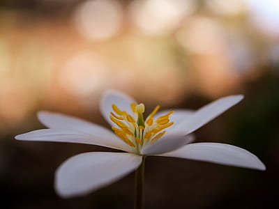 tilt shift photography of white flower thumbnail