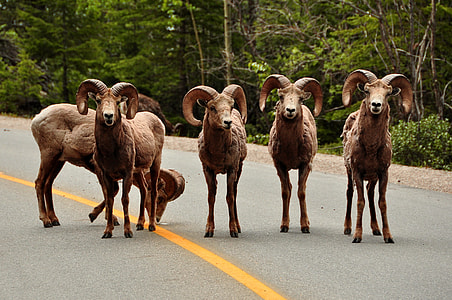 five ram standing on concrete road thumbnail