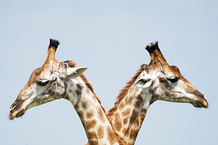 two giraffes thumbnail
