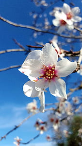 shallow focus photography of white flowers thumbnail