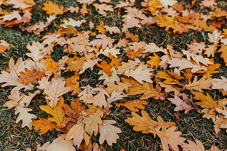 Autumn walk with dogs thumbnail