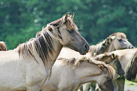 photography of brown horse thumbnail