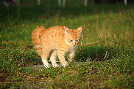orange tabby cat thumbnail