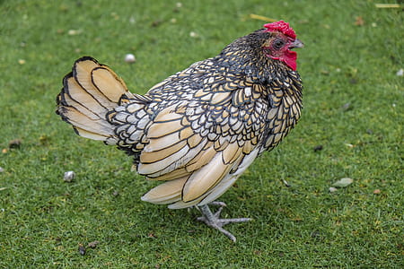 beige and black chicken standing on grass field thumbnail
