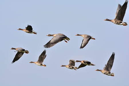 flock of domesticated geese flying under white clouds during daytime thumbnail