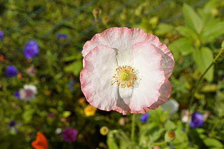 selective focus photography of white-and-pink petaled flower thumbnail