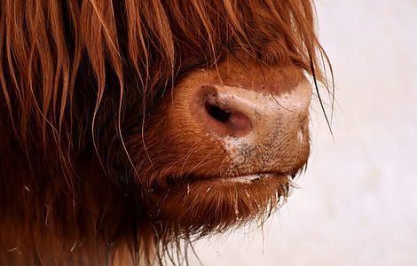 closeup photo of brown bull thumbnail
