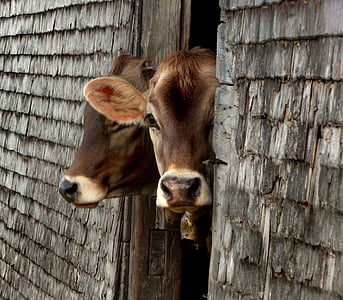 two brown cattle peeking though wooden door thumbnail