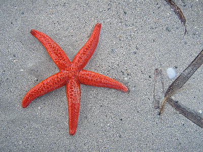 photo of red starfish thumbnail