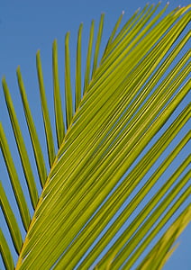 green coconut leaf during daytime thumbnail