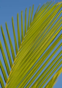 shallow focus photography of green leaves thumbnail