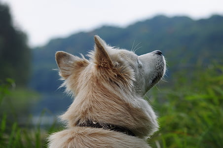 close-up view of dog looking above thumbnail