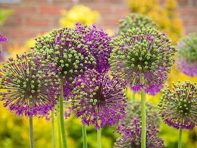 green and purple dandelion thumbnail