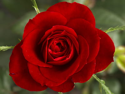 close-up photography of red hybrid tea rose flower thumbnail