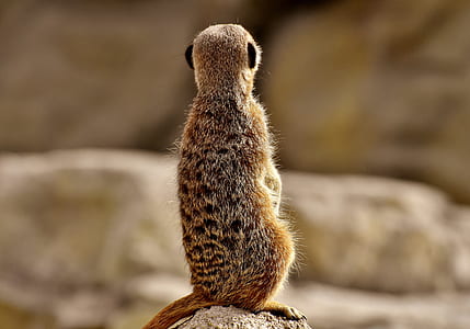 brown squirrel on rock thumbnail