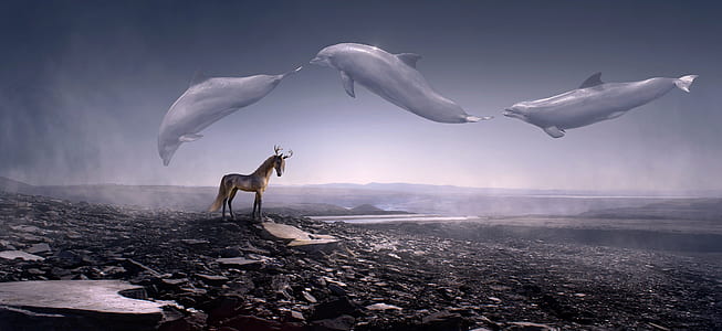 three dolphins jumping thumbnail