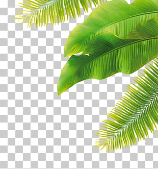 Fruit Flower, green leaves, green banana leaves and coconut tree leaves PNG clipart