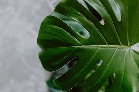 Dark green leaves of monstera thumbnail