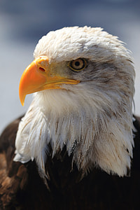 photo of white and brown eagle thumbnail