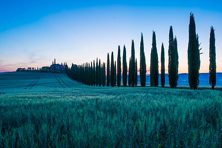 photo of green trees and green grasses thumbnail