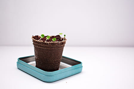 Green Potted Plant thumbnail