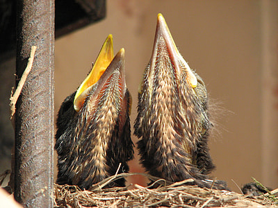 Turdus Merula, Common Blackbird thumbnail